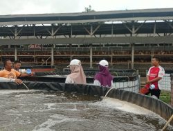 Ahmad Syihabudin, Warga Ringinrejo Sukses Beralih dari Peternak Ayam ke Pembudidaya Ikan Nila Modern