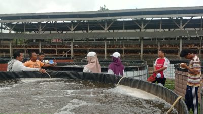 Ahmad Syihabudin, Sukses Beralih dari Peternak Ayam ke Pembudidaya Ikan Nila Modern