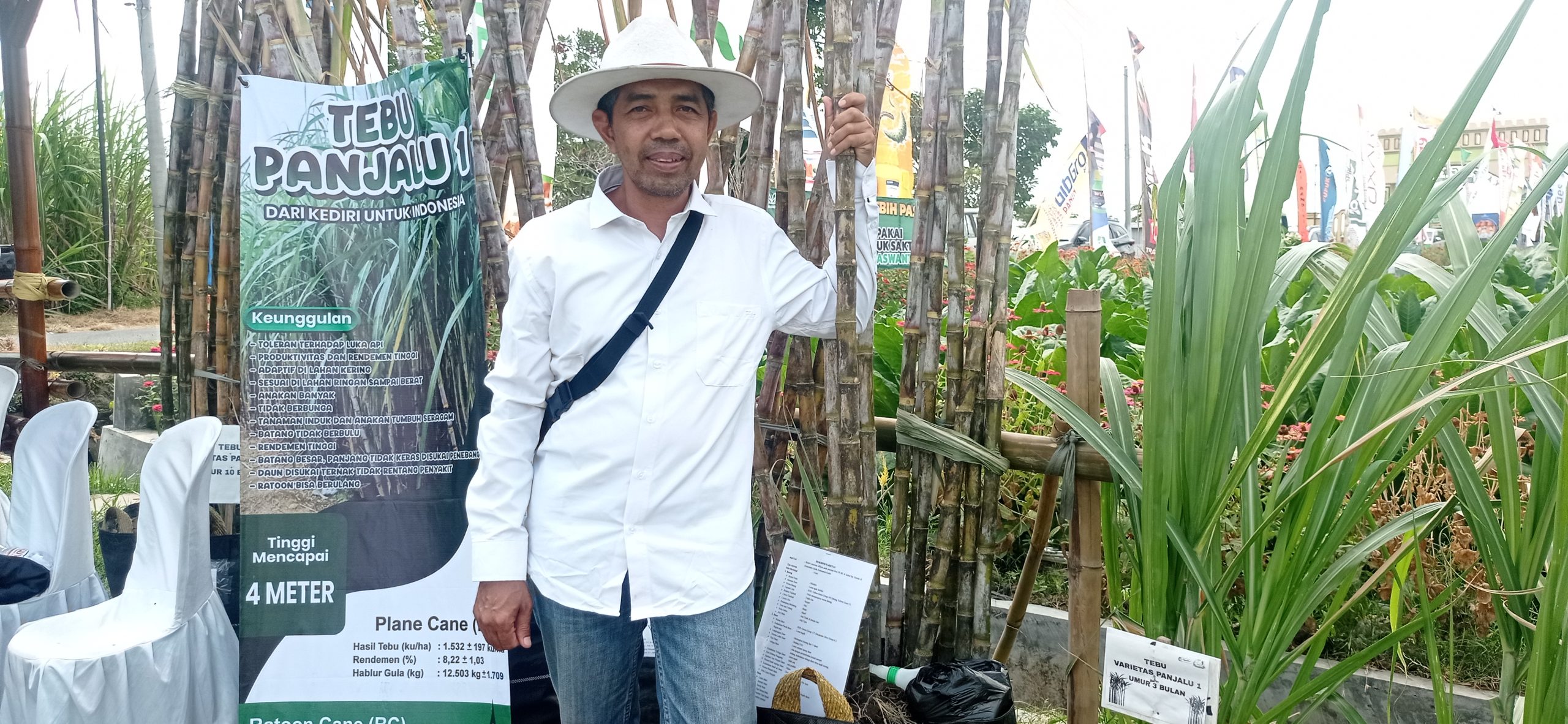 Tebu Panjalu I, Varietas Unggul Asal Kediri yang Siap Tembus Forum Nasional