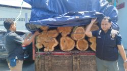 Curi Kayu Jati Perhutani, Dua Warga Jawa Tengah Ditangkap Polisi