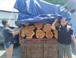 Curi Kayu Jati Perhutani, Dua Warga Jawa Tengah Ditangkap Polisi