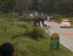 HOAKS! Video Pria India Tewas Diinjak Gajah, Faktanya Hanya Alami Luka Ringan dan Malah Kena Denda