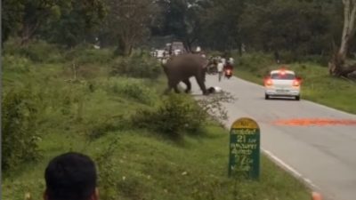 HOAKS! Video Pria India Tewas Diinjak Gajah, Faktanya Hanya Alami Luka Ringan dan Malah Kena Denda