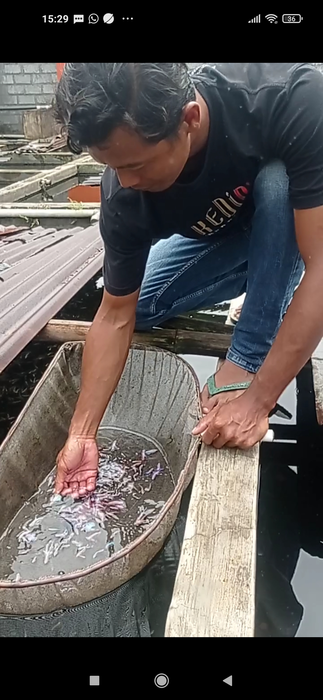 Ikan Cupang Mojosari Kras Tembus Pasar Ekspor ke Cina