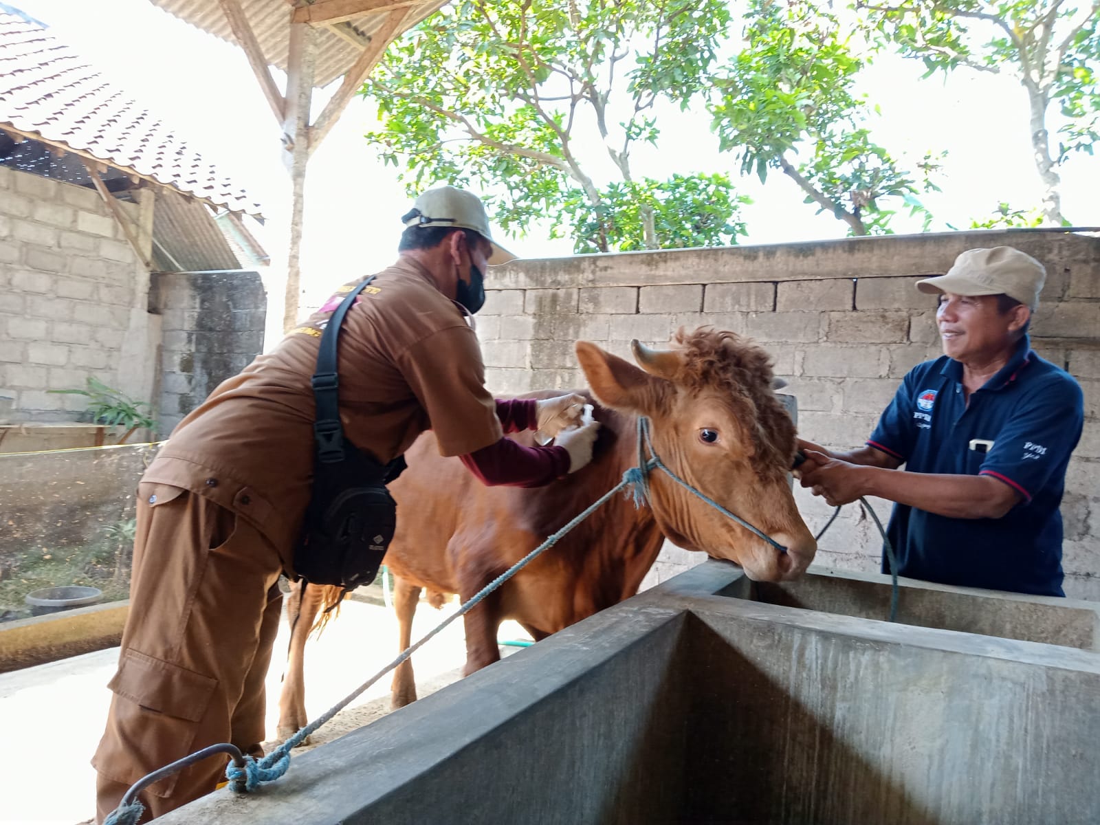 Cegah PMK Kembali Muncul Saat Musim Pancaroba, Pemkab Tulungagung Gencarkan Vaksinasi Ternak