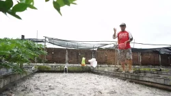 Dinas Perikanan Kediri Targetkan Produksi 18 Miliar Benih Lele di 2025