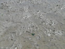 Jangan Diabaikan! Ini Cara Mengatasi Anak Cacingan yang Perlu Orang Tua Tahu: Penyebab dan Tanda