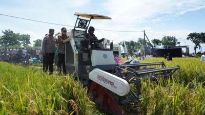 Harga Gabah di Kediri Tembus Rp 8.000 per Kilogram, Petani Sumringah