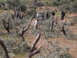 Israel Intensifkan Serangan di Tepi Barat, Lahan Pertanian Dirusak dan 14 Warga Palestina Ditangkap