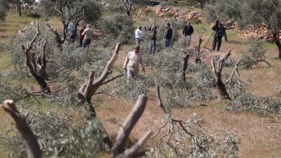 Israel Intensifkan Serangan di Tepi Barat, Lahan Pertanian Dirusak dan 14 Warga Palestina Ditangkap