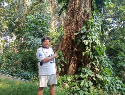 Pohon Raksasa Mati di Sumber Cakarsi Dikhawatirkan Ancam Keselamatan Wisatawan