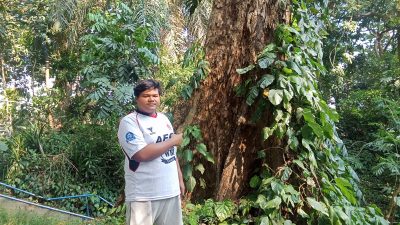 Pohon Raksasa Mati di Sumber Cakarsi Dikhawatirkan Ancam Keselamatan Wisatawan