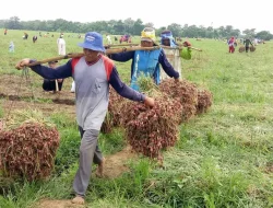 Harga Bawang Merah di Malang Terjun ke Rp 18 Ribu per Kilo Saat Panen Raya