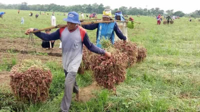 Harga Bawang Merah di Malang Terjun ke Rp 18 Ribu per Kilo Saat Panen Raya