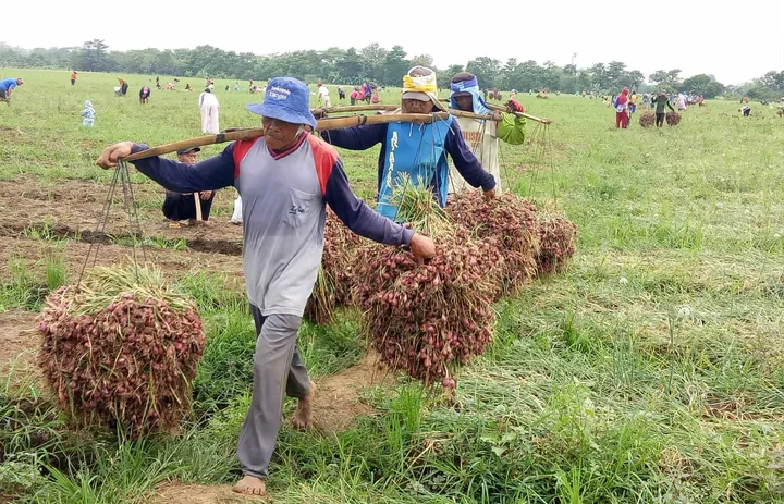 Harga Bawang Merah di Malang Terjun ke Rp18 Ribu per Kilo Saat Panen Raya