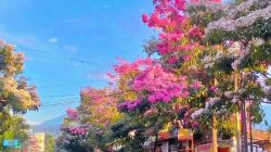 Tabebuya Mekar, Kota Batu Berhias Bak Musim Semi Jepang