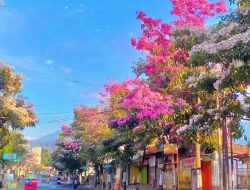 Tabebuya Mekar, Kota Batu Berhias Bak Musim Semi di Jepang