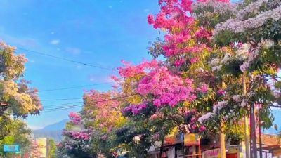 Tabebuya Mekar, Kota Batu Berhias Bak Musim Semi Jepang
