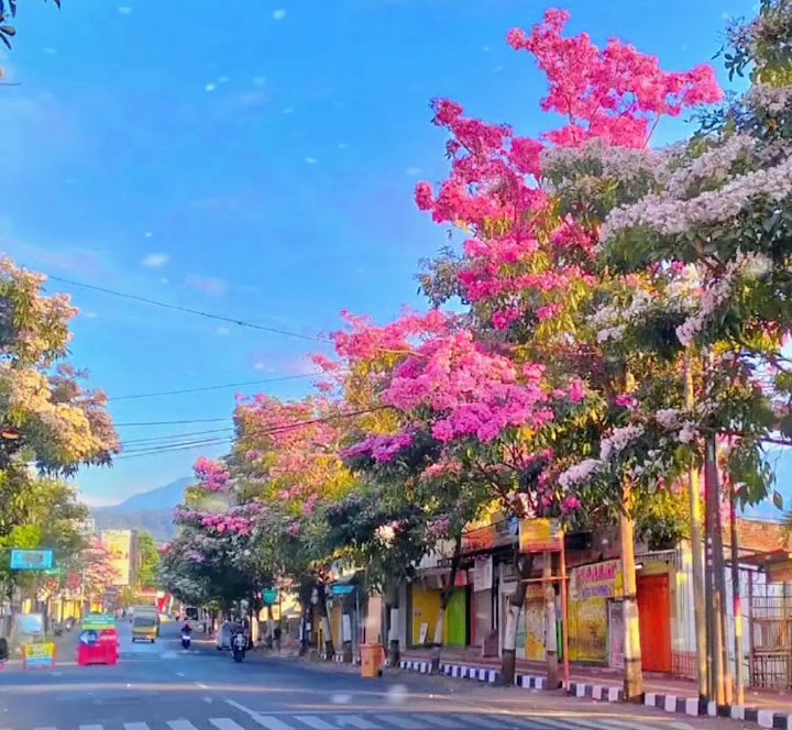 Tabebuya Mekar, Kota Batu Berhias Bak Musim Semi Jepang