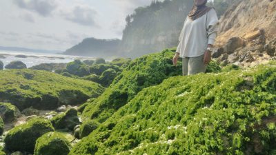 Pantai Pacar di Tulungagung, Sajikan Karang Hijau dan Suasana Romantis untuk Liburan