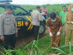 Mayat Pria Tanpa Identitas Ditemukan di Lahan Tebu Binangun, Blitar