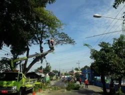 Cuaca Ekstrem! DLH Kabupaten Kediri Pangkas Pohon Tua demi Keselamatan Warga