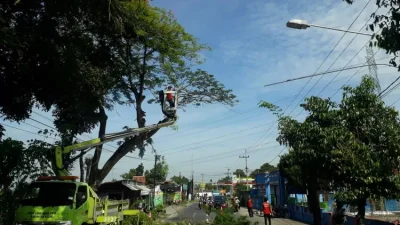 Cuaca Ekstrem! DLH Kabupaten Kediri Pangkas Pohon Tua demi Keselamatan Warga