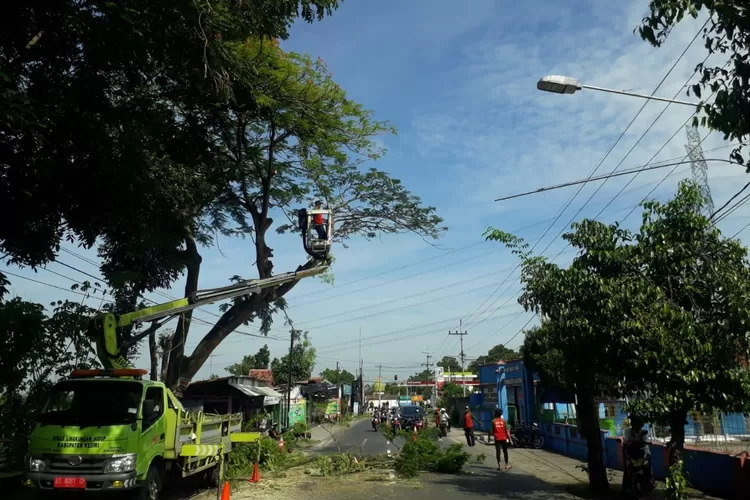 Cuaca Ekstrem! DLH Kabupaten Kediri Pangkas Pohon Tua demi Keselamatan Warga