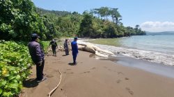 Bangkai Paus Balin di Pantai Nglarap Diikat Petugas, Diperkirakan Mati Tiga Hari