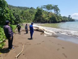 Bangkai Paus Balin di Pantai Nglarap Diikat Petugas, Diperkirakan Mati Tiga Hari