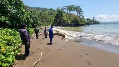 Bangkai Paus Balin di Pantai Nglarap Diikat Petugas, Diperkirakan Mati Tiga Hari