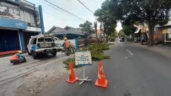 Antisipasi Gangguan, PLN ULP Grogol Pangkas Pohon di Wilayah Barat Sungai