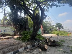 Pohon di Jalan Mayor Bismo Ditebang, Terdampak Proyek Tol Bandara Dhoho Kediri