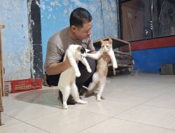 Aipda Andik Puji Sumarton, Polisi yang Dedikasikan Diri untuk Merawat Kucing Jalanan