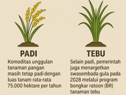 Padi dan Tebu Jadi Andalan Jombang Wujudkan Swasembada Pangan, Ini Penjelasan Kadis Pertanian
