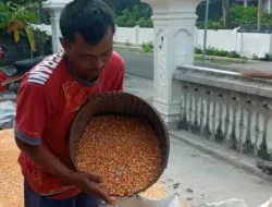 Harga Jagung Tembus Rp 6.000 per Kg, Petani Kediri Bersyukur