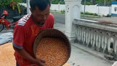 Harga Jagung Tembus Rp 6.000 per Kg, Petani Kediri Bersyukur