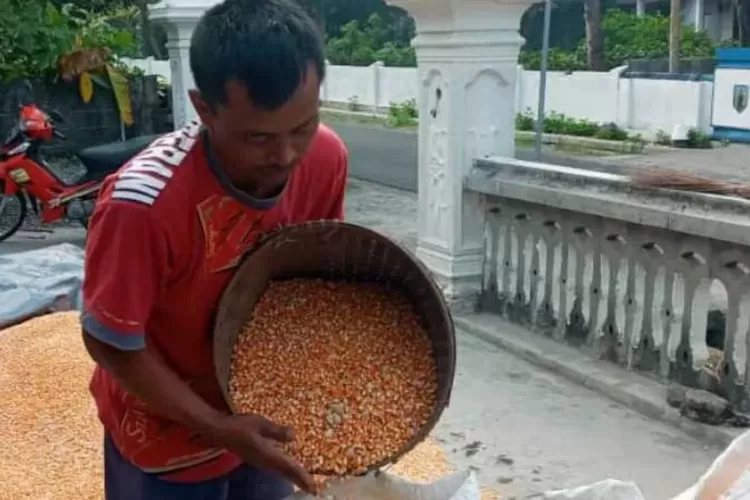 Harga Jagung Tembus Rp 6.000 per Kg, Petani Kediri Bersyukur