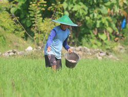 Dispertahankan Ponorogo Pastikan Stok Pupuk Bersubsidi Aman hingga Akhir Tahun