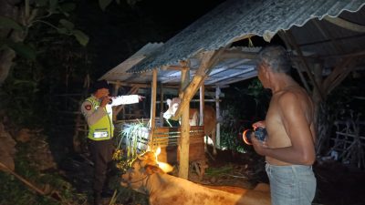 Aksi Pencurian Sapi di Wonotirto, Blitar Digagalkan Warga, Pelaku Kabur Tinggalkan Hewan