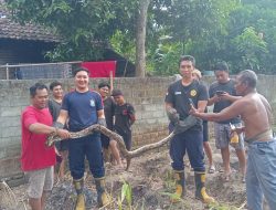 Damkar Amankan Ular Piton Sepanjang Tiga Meter dari Persawahan di Ngadiluwih