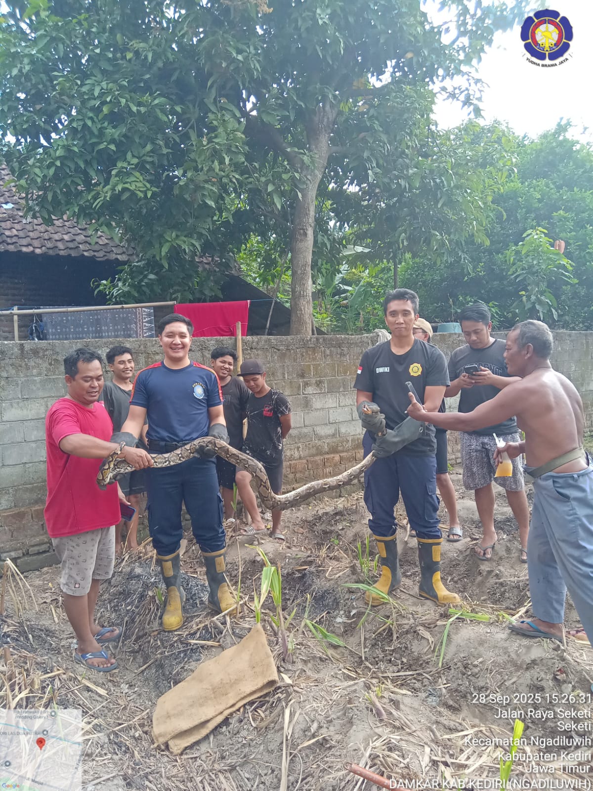 Damkar Amankan Ular Piton Tiga Meter dari Persawahan di Ngadiluwih