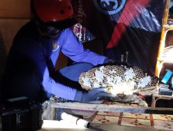 Damkar Ponorogo Angkut Sarang Tawon Raksasa dari Rumah Warga
