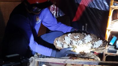 Damkar Ponorogo Angkut Sarang Tawon Raksasa dari Rumah Warga