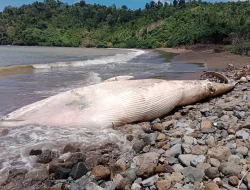 Geger, Paus Balin Seukuran Perahu Ditemukan Mati di Pantai Nglarap Tulungagung