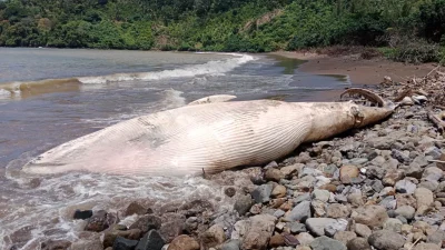 Geger, Paus Balin Seukuran Perahu Ditemukan Mati di Pantai Nglarap Tulungagung
