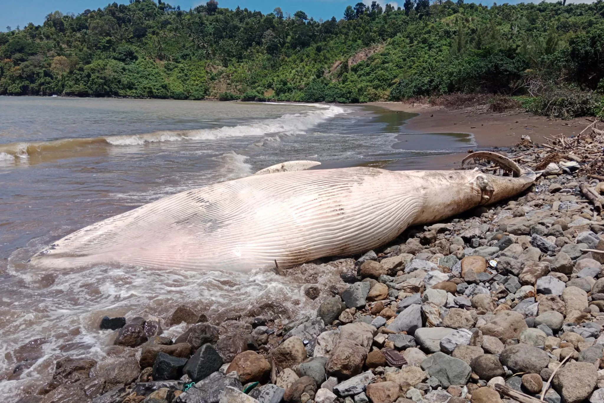 Geger, Paus Balin Seukuran Perahu Ditemukan Mati di Pantai Nglarap Tulungagung