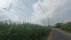 Dispertabun Dukung Petani Kediri Pasang Jaring Pengaman di Pinggir Jalan, Efektif Cegah Hama Tanaman