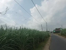 Dispertabun Dukung Petani Kediri Pasang Jaring Pengaman di Pinggir Jalan, Efektif Cegah Hama Tanaman