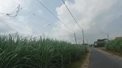 Dispertabun Dukung Petani Kediri Pasang Jaring Pengaman di Pinggir Jalan, Efektif Cegah Hama Tanaman